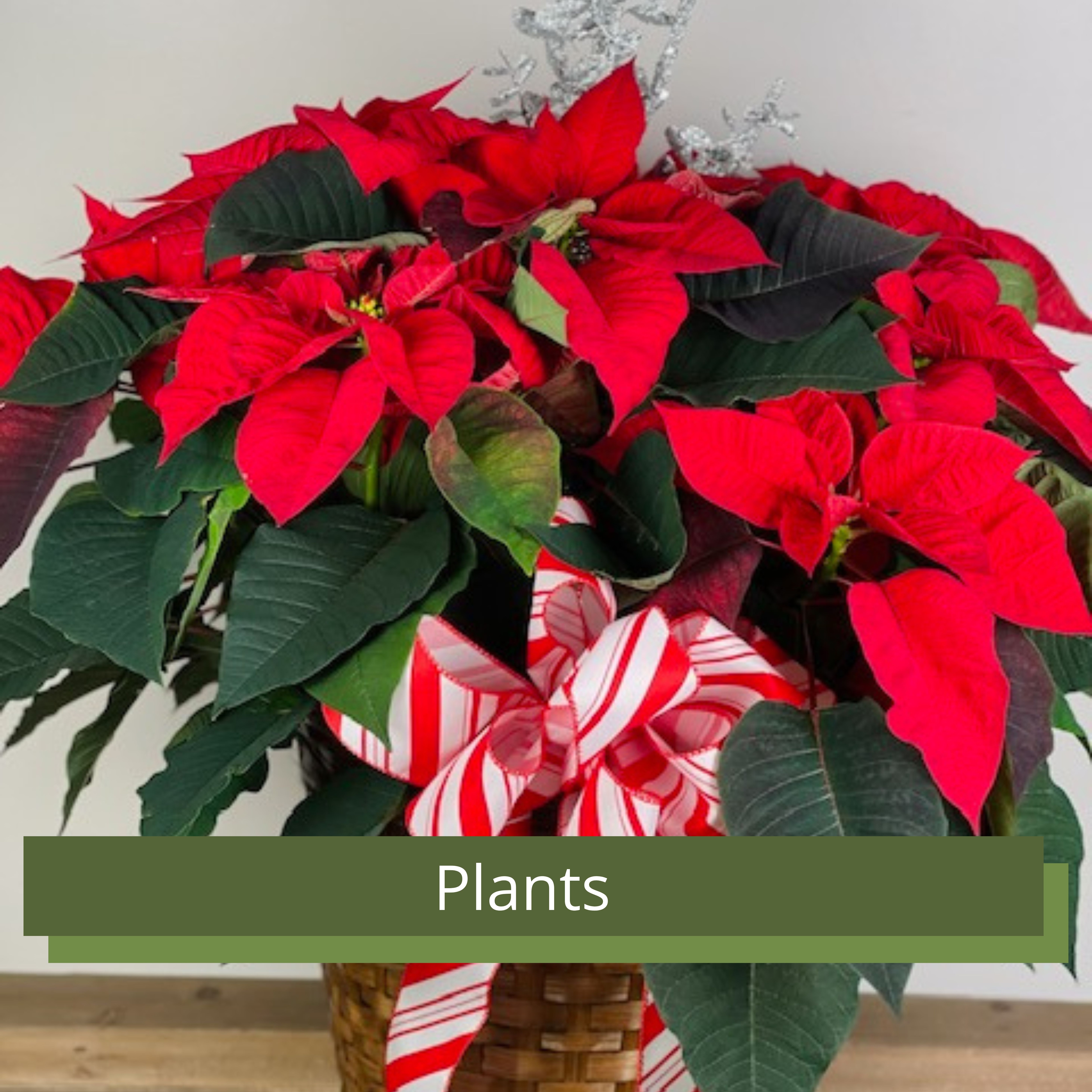 Plants for Gifts, Order Here